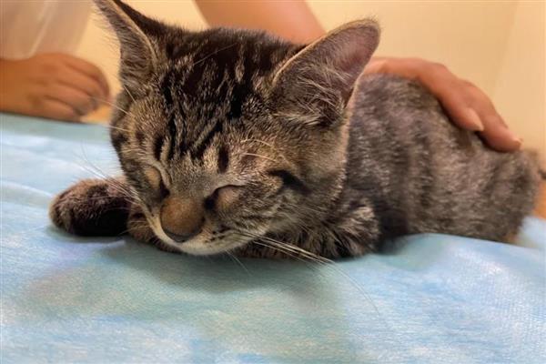 为何猫不吃猫粮，可能是猫粮换了或生病了