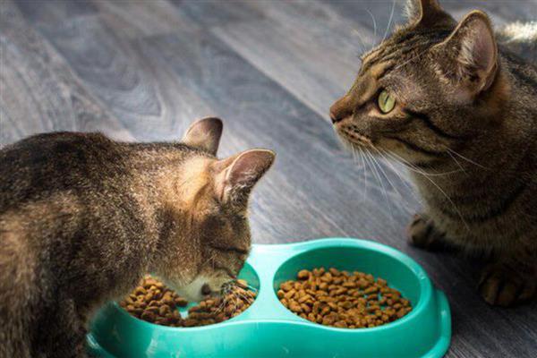 为何猫不吃猫粮，可能是猫粮换了或生病了