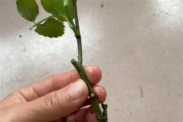 月季花的扦插方法，对枝条消毒并涂抹生根水后再插入土壤内