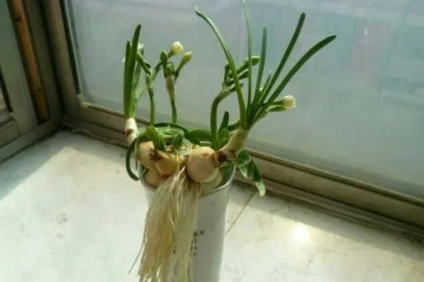 水仙花烂根如何处理，剪除腐烂部位经过消毒后再重新栽种