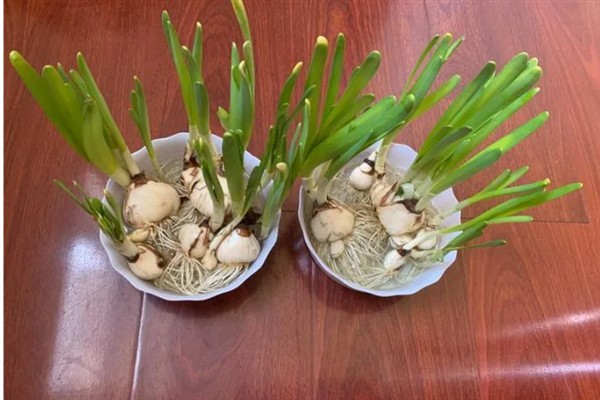 水仙花烂根如何处理，剪除腐烂部位经过消毒后再重新栽种