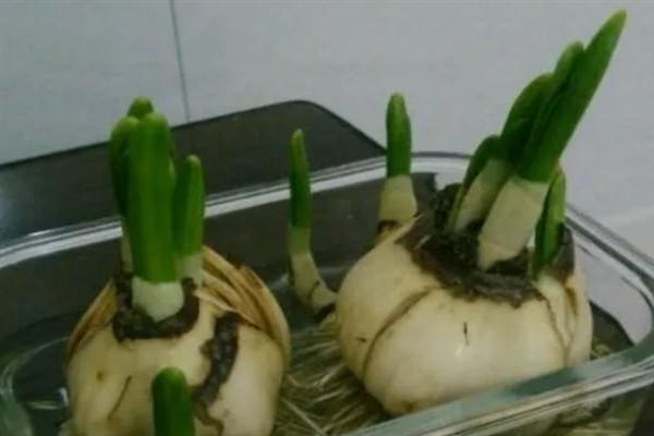 水仙花烂根如何处理，剪除腐烂部位经过消毒后再重新栽种