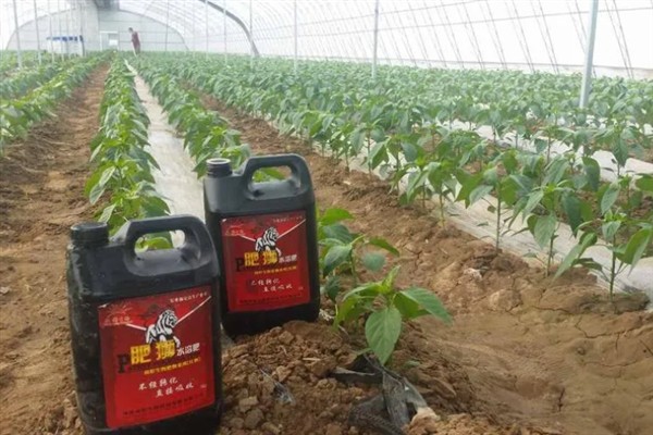 冲施肥的使用技巧，需正确选择冲施肥的肥料种类