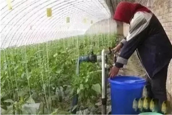 冲施肥的使用技巧，需正确选择冲施肥的肥料种类