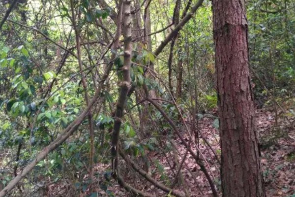 檬子木产于哪里，主产于山高林密的贵州地区