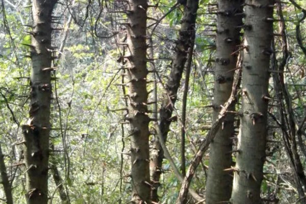 檬子木产于哪里，主产于山高林密的贵州地区