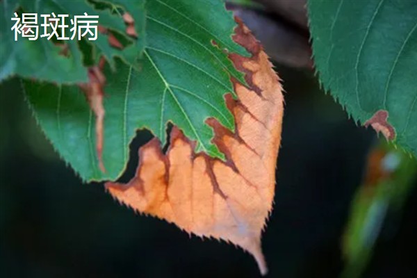 樱花树常见的病虫害防治，常见的有褐斑病、根癌病等
