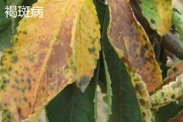 樱花树常见的病虫害防治，常见的有褐斑病、根癌病等