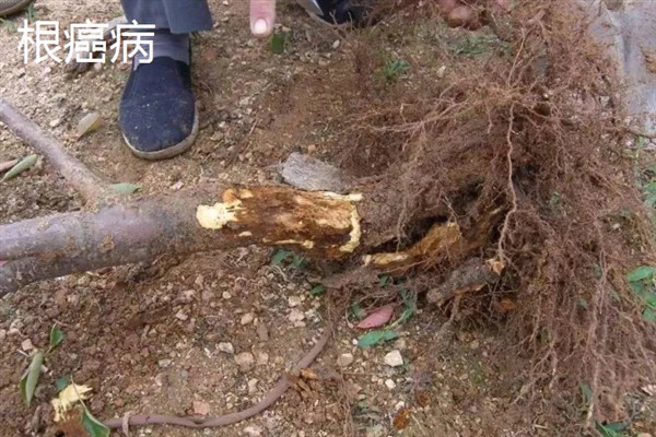 樱花树常见的病虫害防治，常见的有褐斑病、根癌病等