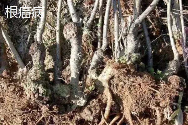 樱花树常见的病虫害防治，常见的有褐斑病、根癌病等