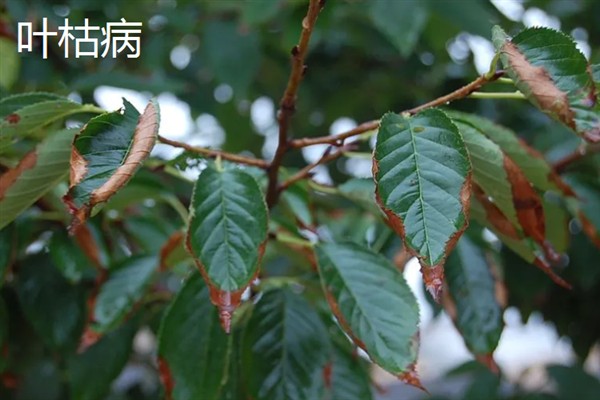樱花树常见的病虫害防治，常见的有褐斑病、根癌病等