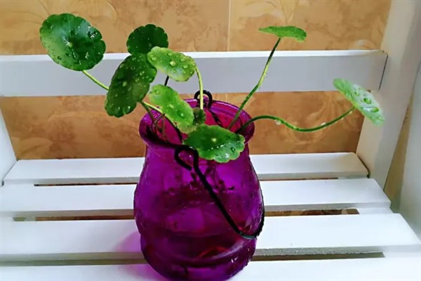 水培铜钱草怎么养爆盆，选择呈弱酸性的水质