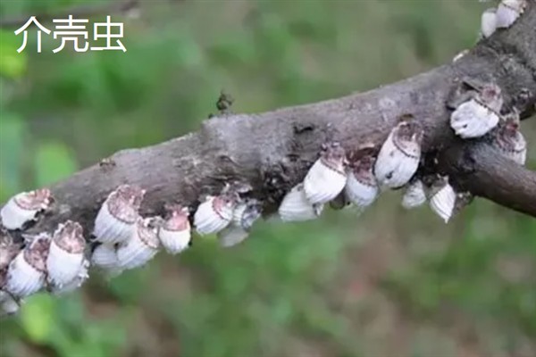 樱花树常见的病虫害防治，常见的有褐斑病、根癌病等