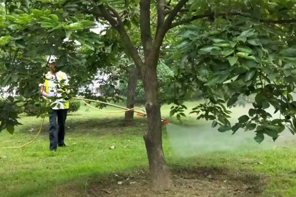 樱花树常见的病虫害防治，常见的有褐斑病、根癌病等