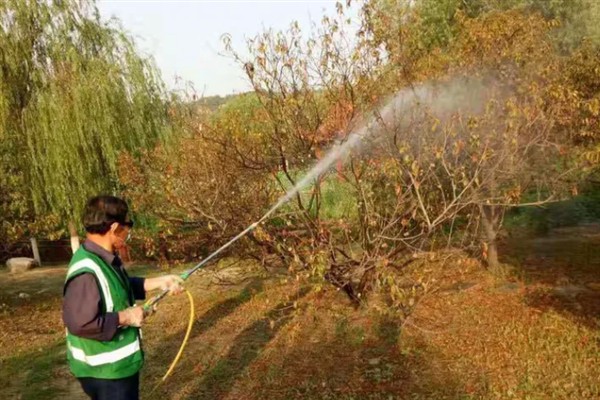 樱花树常见的病虫害防治，常见的有褐斑病、根癌病等