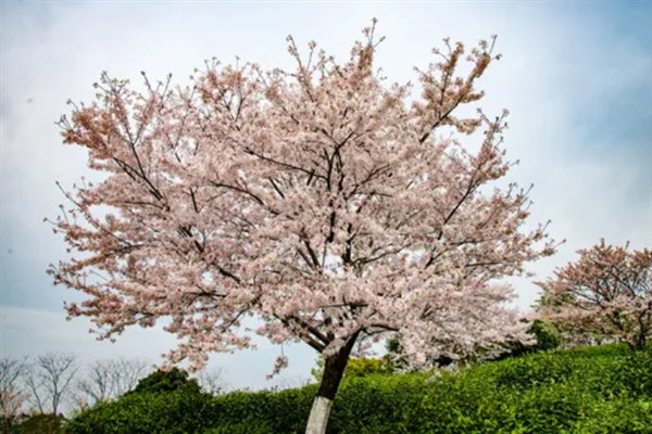 樱花树常见的病虫害防治，常见的有褐斑病、根癌病等