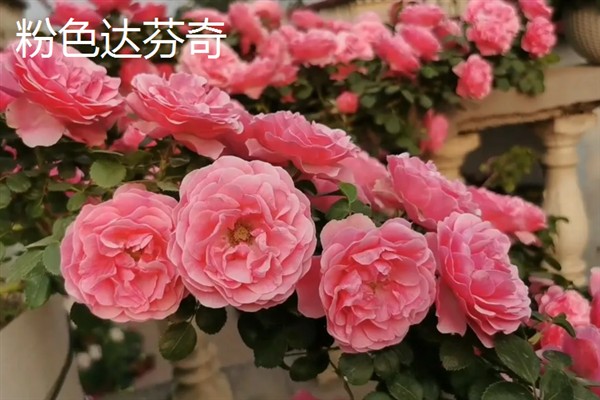 有哪些月季苗优良品种，推荐大游行、龙沙宝石等