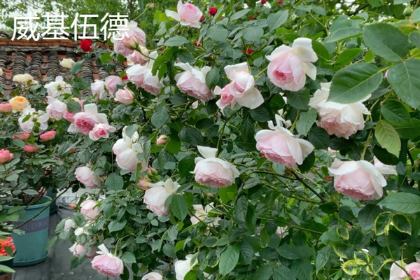 有哪些月季苗优良品种，推荐大游行、龙沙宝石等