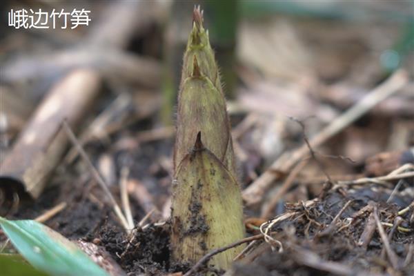 我国哪些地方产的竹笋有名，黑山、峨边和乐安的竹笋出名