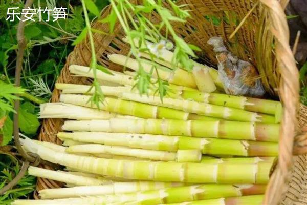 我国哪些地方产的竹笋有名，黑山、峨边和乐安的竹笋出名