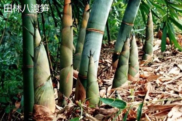 我国哪些地方产的竹笋有名，黑山、峨边和乐安的竹笋出名
