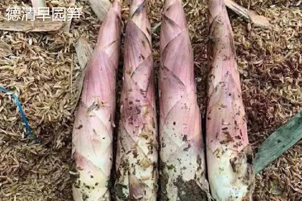 我国哪些地方产的竹笋有名，黑山、峨边和乐安的竹笋出名