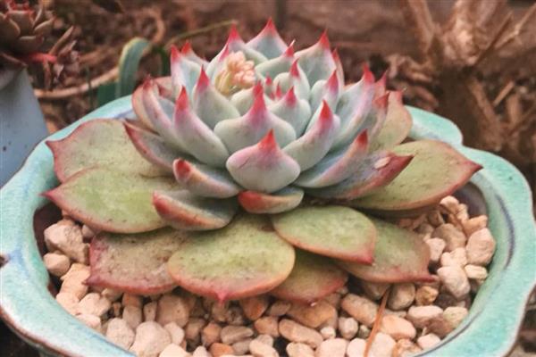 吉娃莲的浇水方法，一般每隔15-30天浇一次