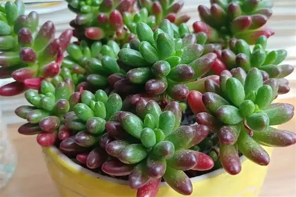 在卧室里养殖多肉的好处，既能用来观赏又可以释放氧气