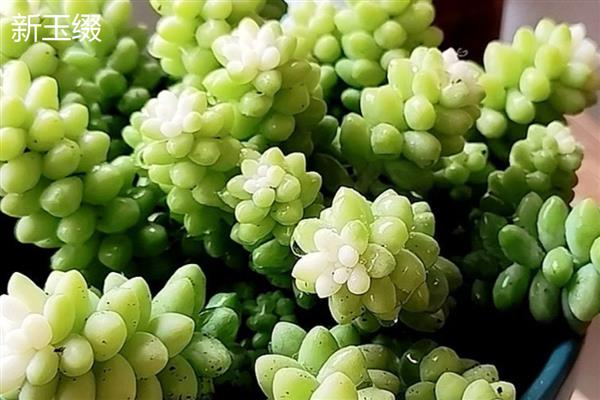 在卧室里养殖多肉的好处，既能用来观赏又可以释放氧气