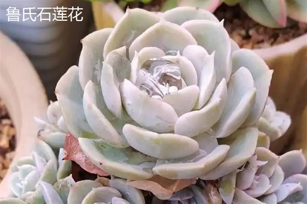 在卧室里养殖多肉的好处，既能用来观赏又可以释放氧气