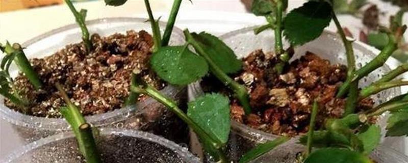 月季花的扦插方法，对枝条消毒并涂抹生根水后再插入土壤内