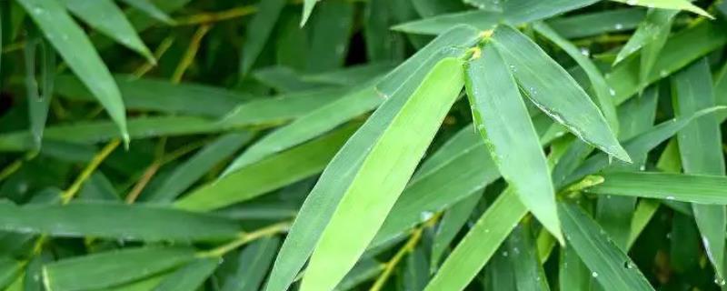 竹子的叶片为什么发黄，一般是缺水、缺光、缺肥等因素导致