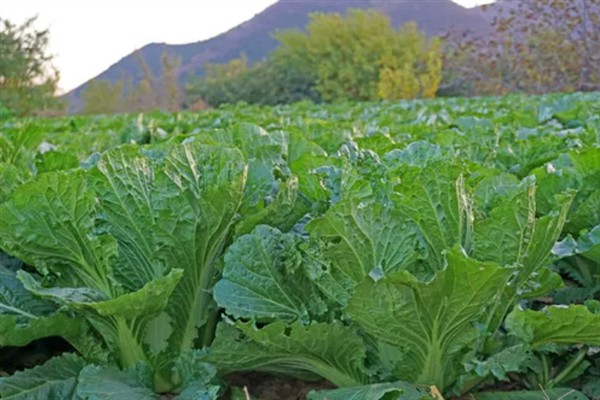 白菜为什么会烂根，可能是雨水多、湿度大、患有软腐病等原因所致