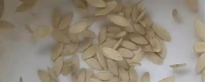 蔬菜种子怎么催芽，常见温水浸种、热水烫种等8种方式