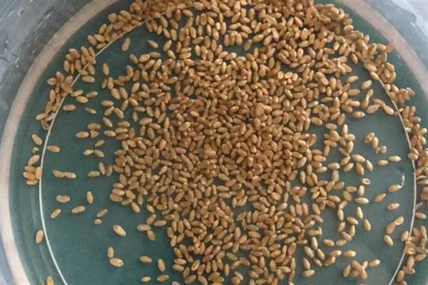 蔬菜种子怎么催芽，常见温水浸种、热水烫种等8种方式