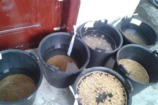 蔬菜种子怎么催芽，常见温水浸种、热水烫种等8种方式