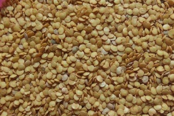 蔬菜种子怎么催芽，常见温水浸种、热水烫种等8种方式