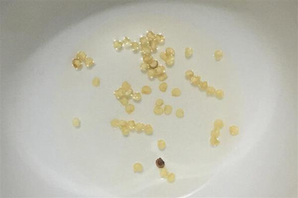 蔬菜种子怎么催芽，常见温水浸种、热水烫种等8种方式
