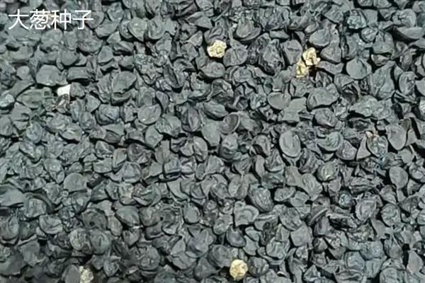 蔬菜种子怎么催芽，常见温水浸种、热水烫种等8种方式