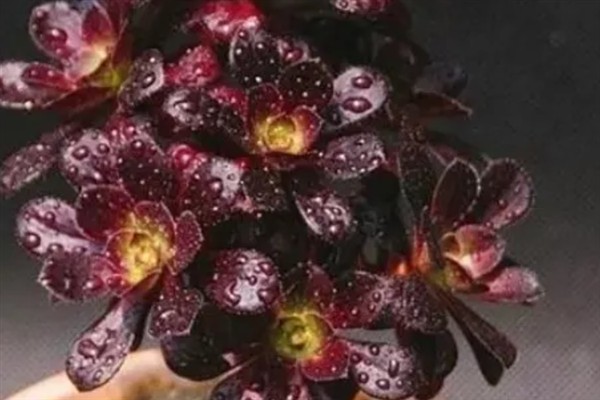 荷兰玫瑰法师的养殖方法，生长期间需要有充足的光照