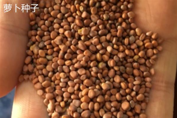 蔬菜种子怎么催芽，常见温水浸种、热水烫种等8种方式