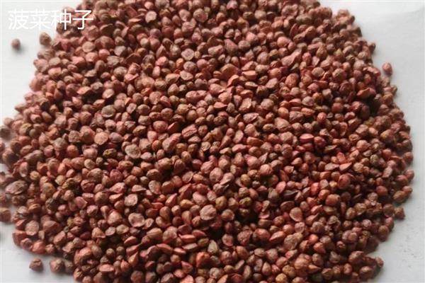 蔬菜种子怎么催芽，常见温水浸种、热水烫种等8种方式