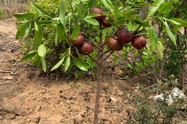 山竹长在哪里，是长在树上的
