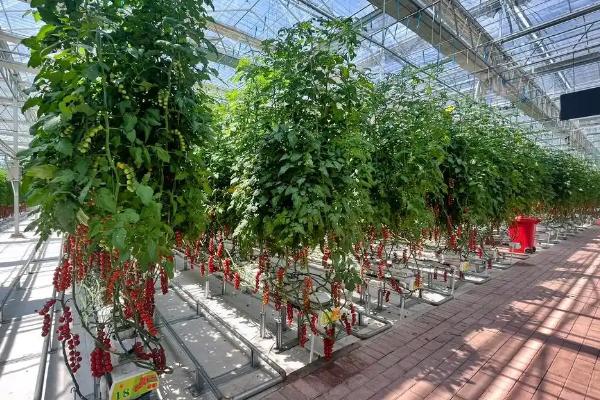 西红柿晚疫病有哪些危害，主要危害叶片、茎秆和果实