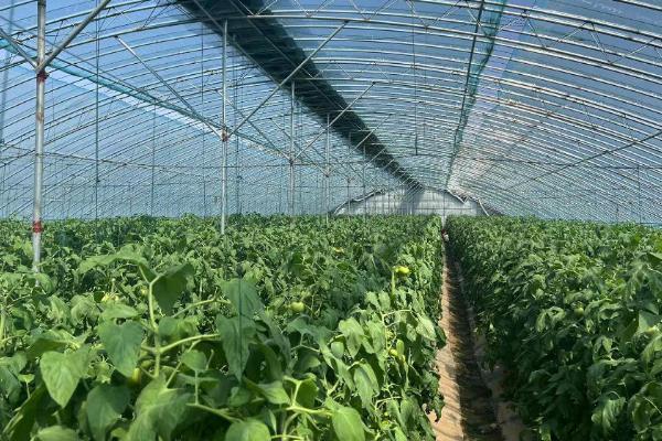 西红柿晚疫病有哪些危害，主要危害叶片、茎秆和果实