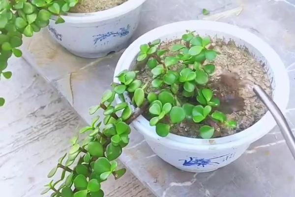 金枝玉叶有没有毒，不小心食用会中毒