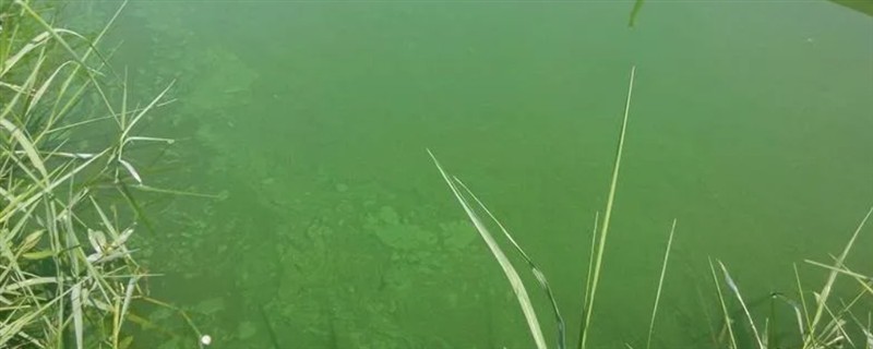 鱼塘水变成绿色如何解决，青苔过多可撒施生石灰等物质