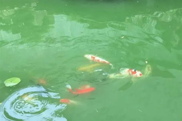 鱼塘水变成绿色如何解决，青苔过多可撒施生石灰等物质