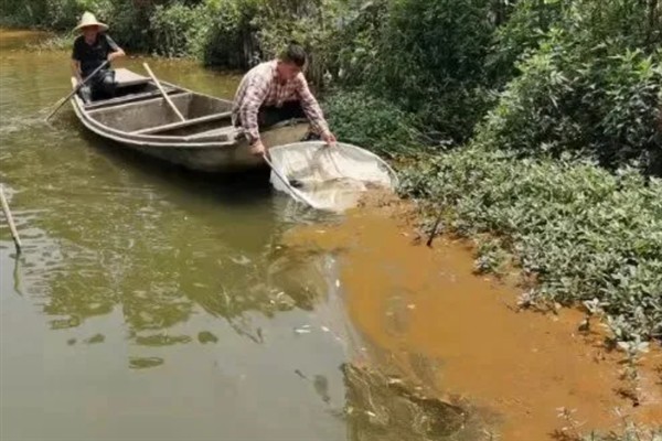 鱼塘水变成绿色如何解决，青苔过多可撒施生石灰等物质