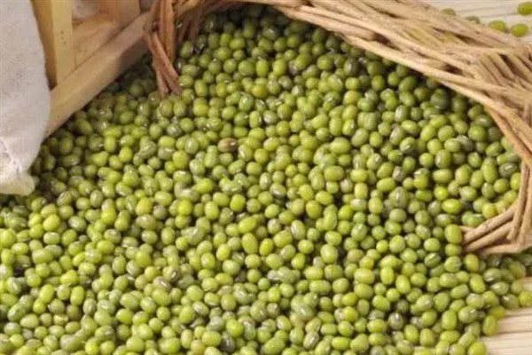 挑选绿豆的方法，大小匀称、无杂质和虫眼的绿豆品质较好